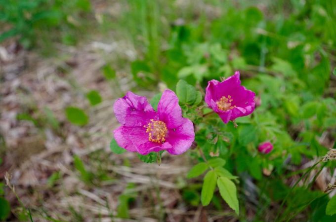 14853159_10153779129470989_3788367632559015945_o