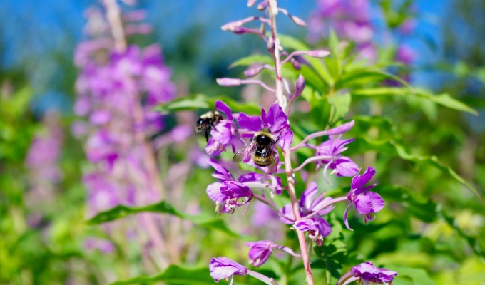 For the Love of Wild&nbsp;Bees